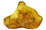 Detailed Fossil Beetle (Coleoptera) in Baltic Amber #145438-1